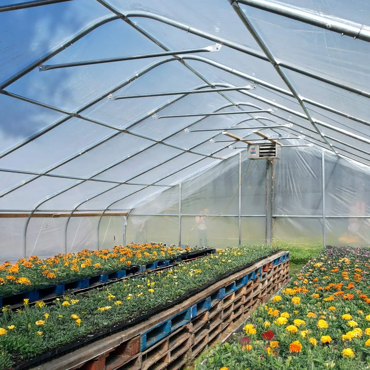 30' x 120' Commercial Tunnel Greenhouse with 6 Mil Clear Poly Covers and Roll-Up Sides TMG-GH30120 - Image 4
